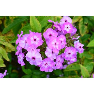 Flox (Phlox paniculata) ´LAURA´- kont. C1L